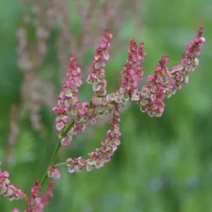 Rumex acetosa – Wiesen-Sauerampfer