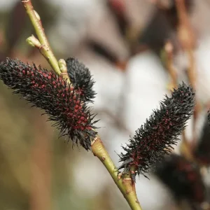 Salix nigricans – Schwarz-Weide