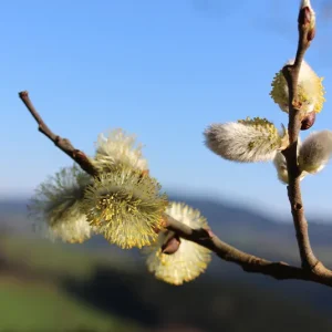 Salix caprea – Salweide, Palmkätzchen