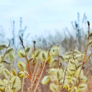Salix daphnoides – Reifweide