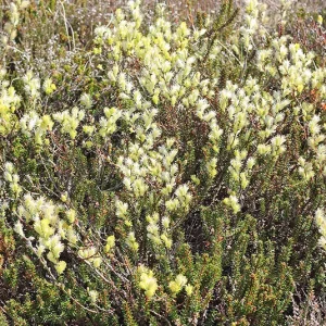 Salix rosmarinifolia – Rosmarinweide