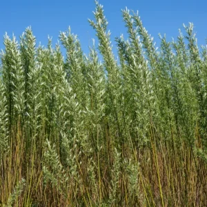 Salix viminalis – Korbweide