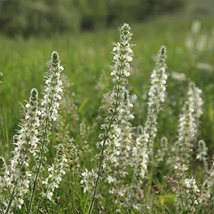Salvia austriaca – Österreichischer Salbei