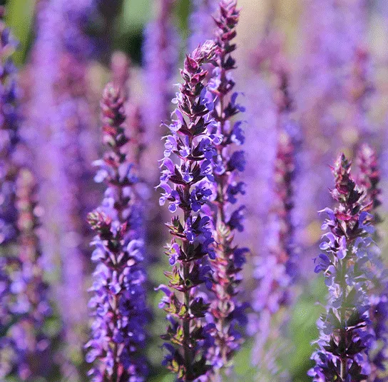 Salvia nemorosa – Steppensalbei – Bild 3
