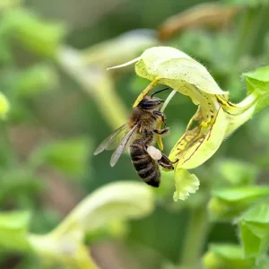 Salvia glutinosa – Klebriger Salbei