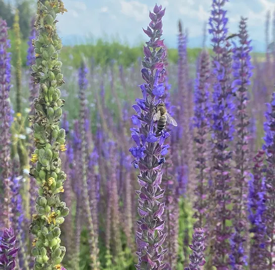 Salvia nemorosa – Steppensalbei – Bild 9