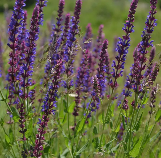 Salvia nemorosa – Steppensalbei – Bild 4