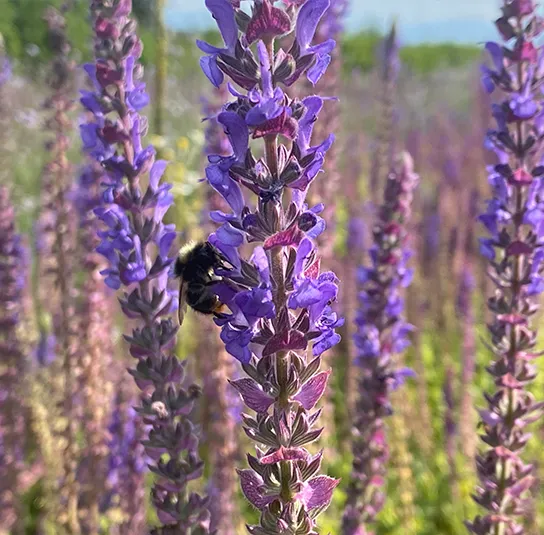 Salvia nemorosa – Steppensalbei – Bild 6