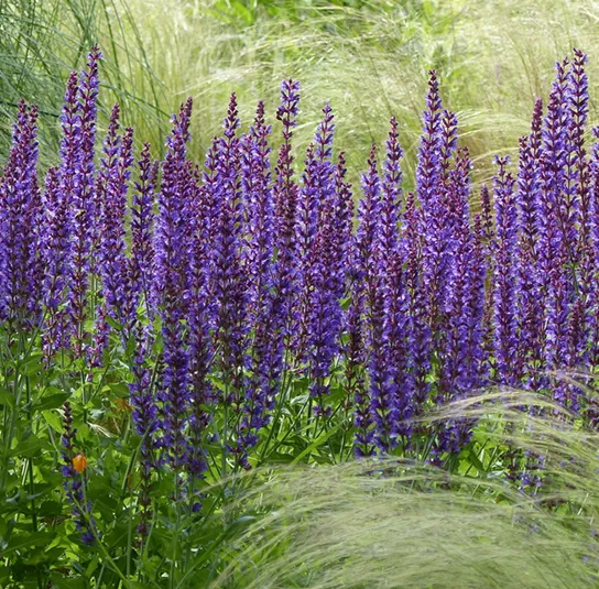 Salvia nemorosa – Steppensalbei – Bild 2