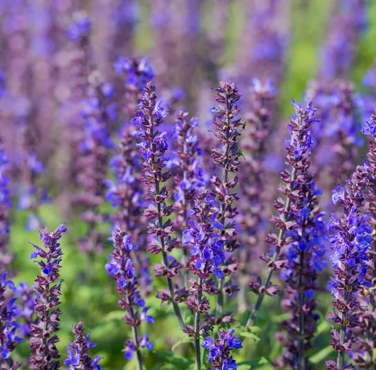 Salvia nemorosa – Steppensalbei – Bild 5