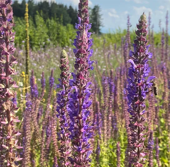 Salvia nemorosa – Steppensalbei – Bild 8