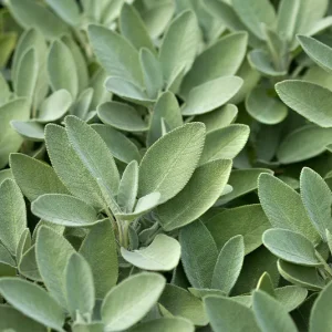 Salvia officinalis – Gartensalbei, Echter Salbei, Apotheker-Salbei