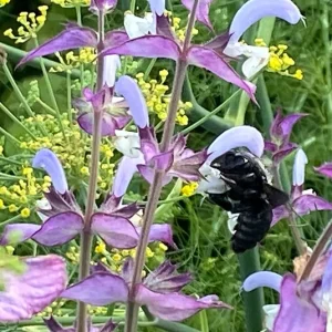Muskatellersalbei (Salvia sclarea) Saatgut