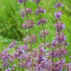 Salvia verticillata –  Quirlblütiger Salbei