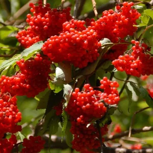 Sambucus racemosa – Trauben-Holunder, Roter Holler