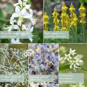 Sandbeet, Sandarium – Starter-Set – TOP 4 Pflanzen hoch (Ersparnis: 2,30€)