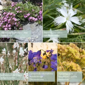 Sandbeet, Sandarium – Starter-Set – TOP 5 Pflanzen niedrig – 1 (Ersparnis: 3,60€)