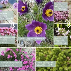 Sandbeet, Sandarium – Starter-Set – TOP 5 Pflanzen niedrig – 2 (Ersparnis: 2,60€)