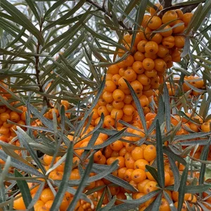 Hippophae rhamnoides ‚Pollmix‘ – Sanddorn männlich