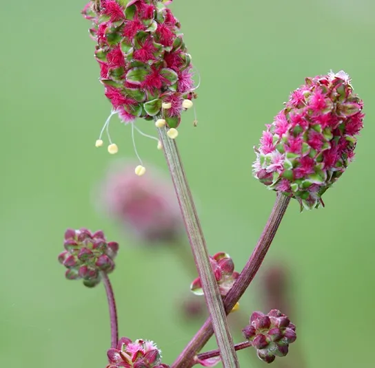 Sanguisorba minor – Kleiner Wiesenknopf – Bild 2