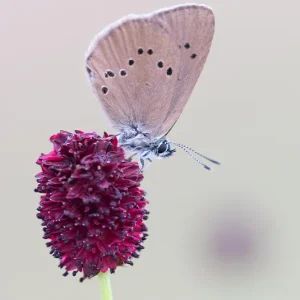 Sanguisorba officinalis – Großer Wiesenknopf