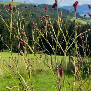 Großer Wiesenknopf (Sanguisorba officinalis) Saatgut