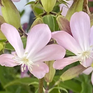 Echtes Seifenkraut (Saponaria officinalis) Saatgut