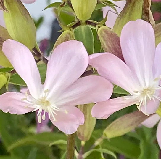 Saponaria officinalis – Echtes Seifenkraut – Bild 2
