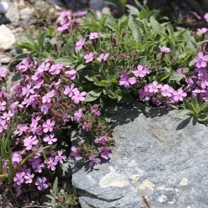 Saponaria ocymoides – Rot-Seifenkraut
