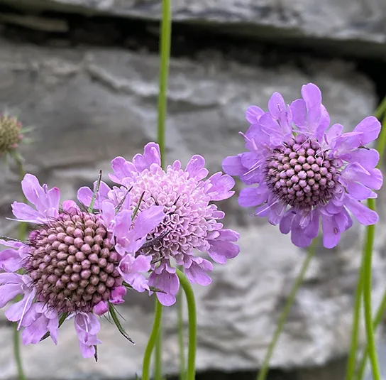 Scabiosa lucida – Glanzskabiose – Bild 3