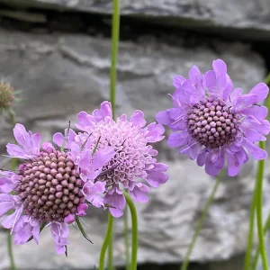Glanzskabiose (Scabiosa lucida) Saatgut
