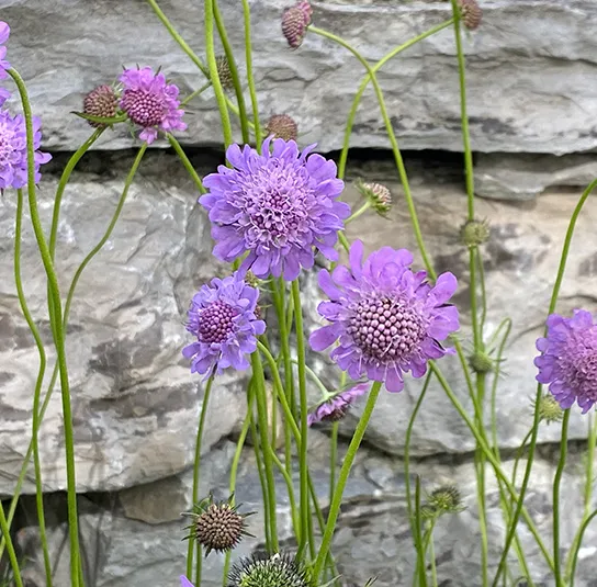 Scabiosa lucida – Glanzskabiose – Bild 4