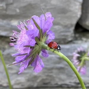 Scabiosa lucida – Glanzskabiose