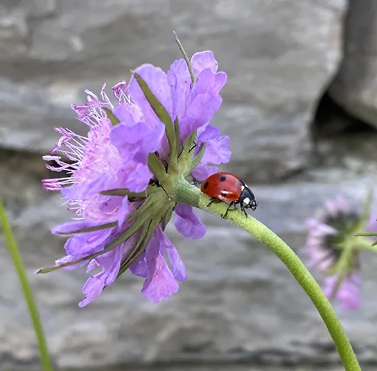 Scabiosa lucida – Glanzskabiose – Bild 2