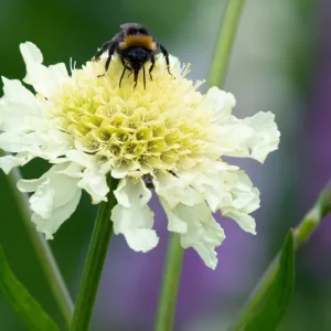 Scabiosa ochroleuca – Gelbe Skabiose