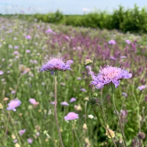 Scabiosa triandra – Südliche Skabiose