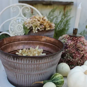 Schale, Topf Sedum rosé