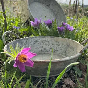 Topf, Schale Arne – flach mit Griffen – 3 Größen