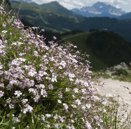 Gypsophila repens ´Rosea` – Rosa Polster-Schleierkraut – Bild 3