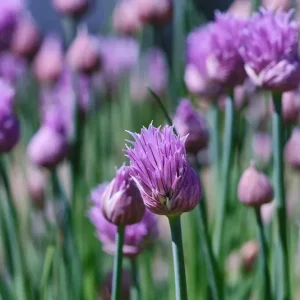 Allium schoenoprasum – Schnittlauch