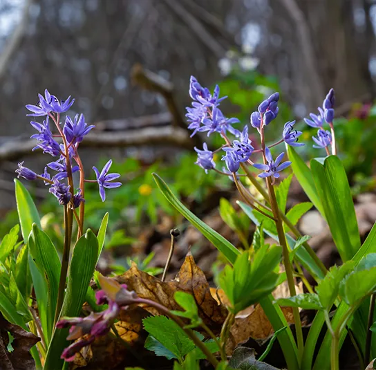 Zwiebel Scilla bifolia – Zweiblättriger Blaustern – Bild 4