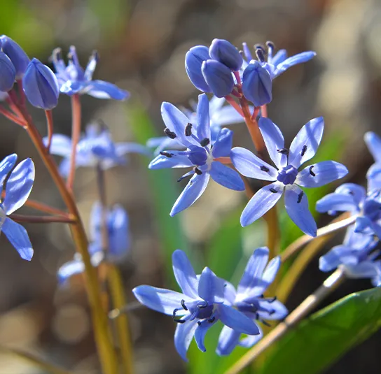 Zwiebel Scilla bifolia – Zweiblättriger Blaustern – Bild 5