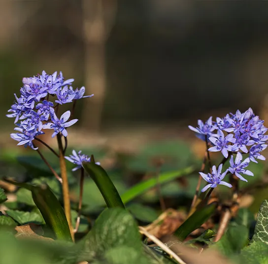 Zwiebel Scilla bifolia – Zweiblättriger Blaustern – Bild 7