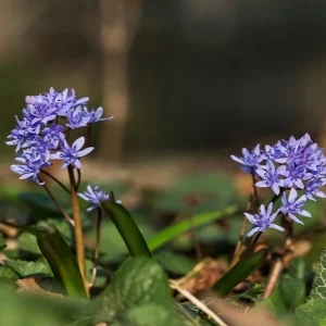 Zwiebel Scilla bifolia – Zweiblättriger Blaustern