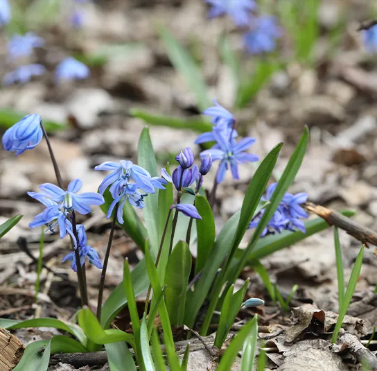 Zwiebel Scilla bifolia – Zweiblättriger Blaustern – Bild 6