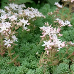 Sedum album – Weißer Mauerpfeffer, Weiße Fetthenne