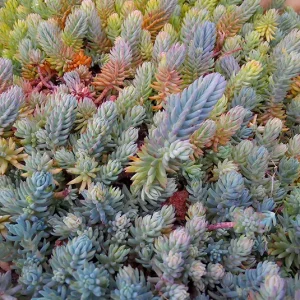 Sedum reflexum – Tripmadam