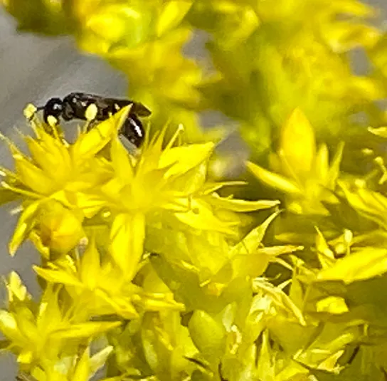 Sedum acre – Scharfer Mauerpfeffer – Bild 5