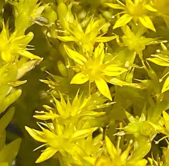 Sedum acre – Scharfer Mauerpfeffer – Bild 7