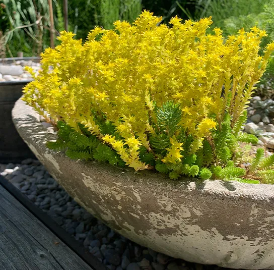 Sedum acre – Scharfer Mauerpfeffer – Bild 6